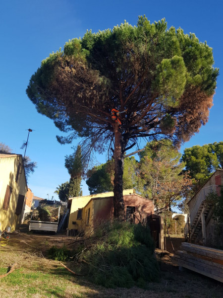 Élagage Sète	