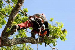 Prix élagage arbre à Portiragnes