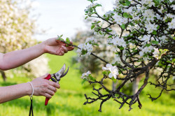 Taille arbres à Portiragnes