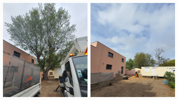 Abattage arbre Marseillan